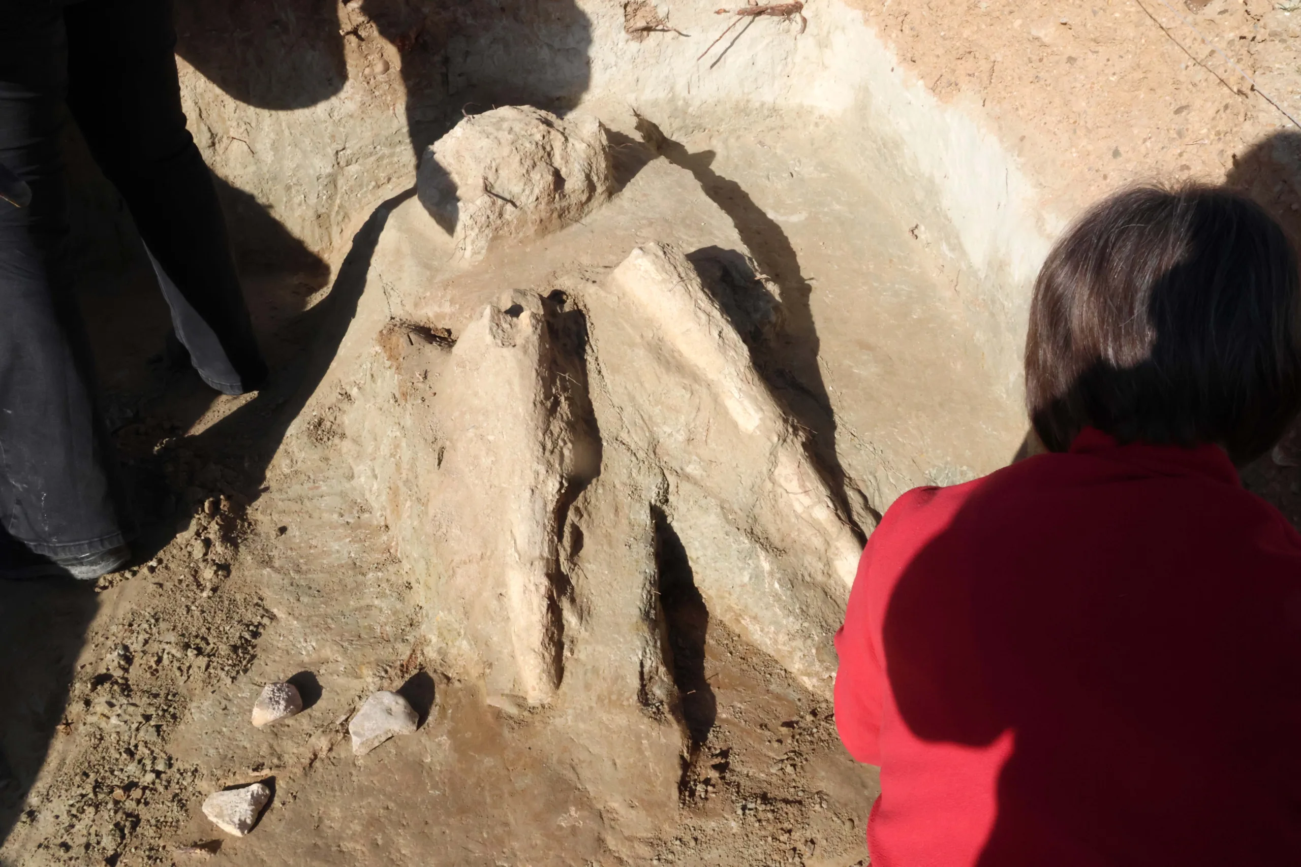 Una excavación arqueológica de la Junta en el cerro de las Contiendas de Valladolid permite recuperar los restos de los dos colmillos de un mastodonte de la época terciaria