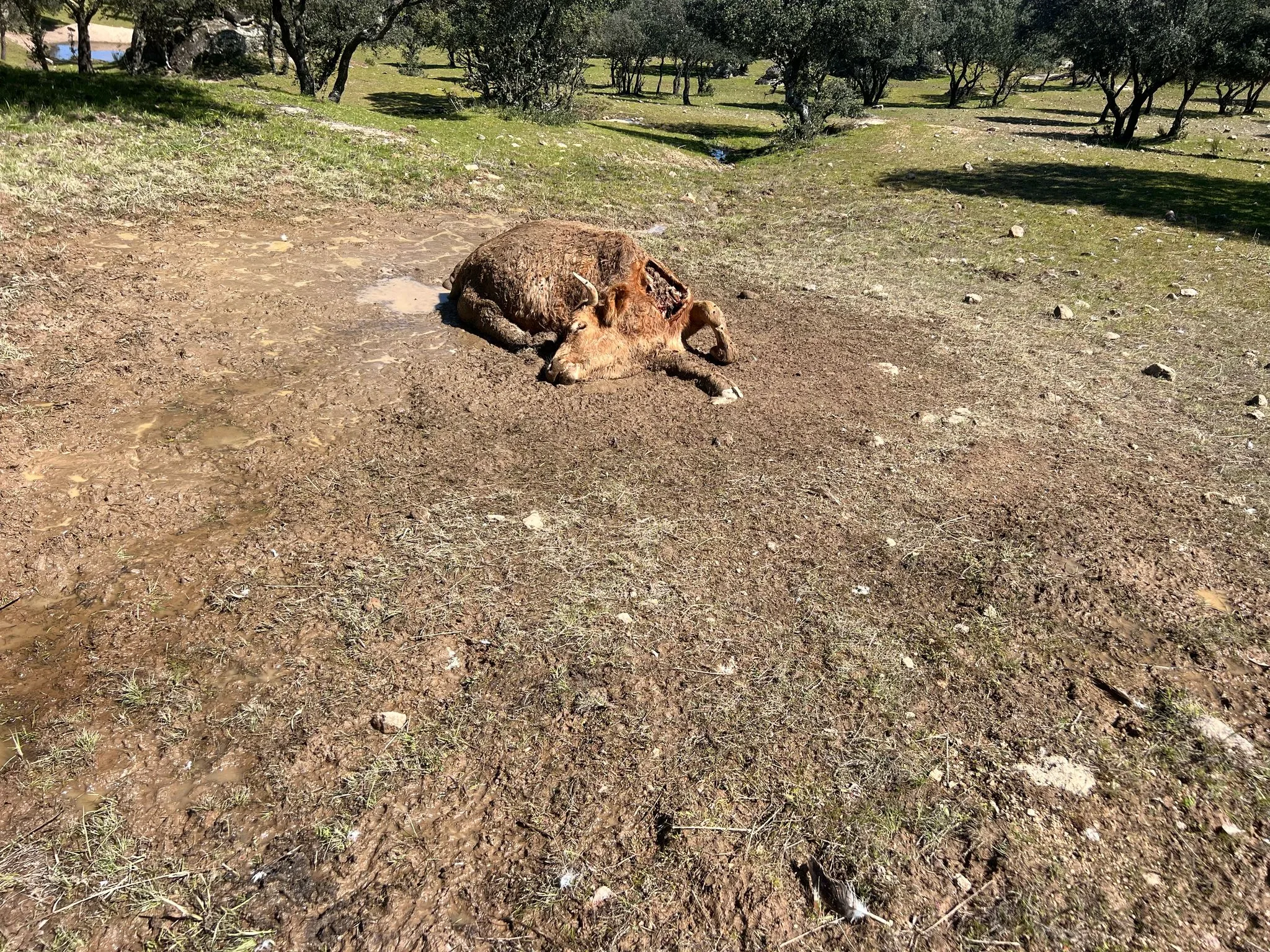 Una vaca y su ternero muertos en la localidad de Zamayón: ASAJA Salamanca denuncia el cuarto ataque de buitres en menos de un mes