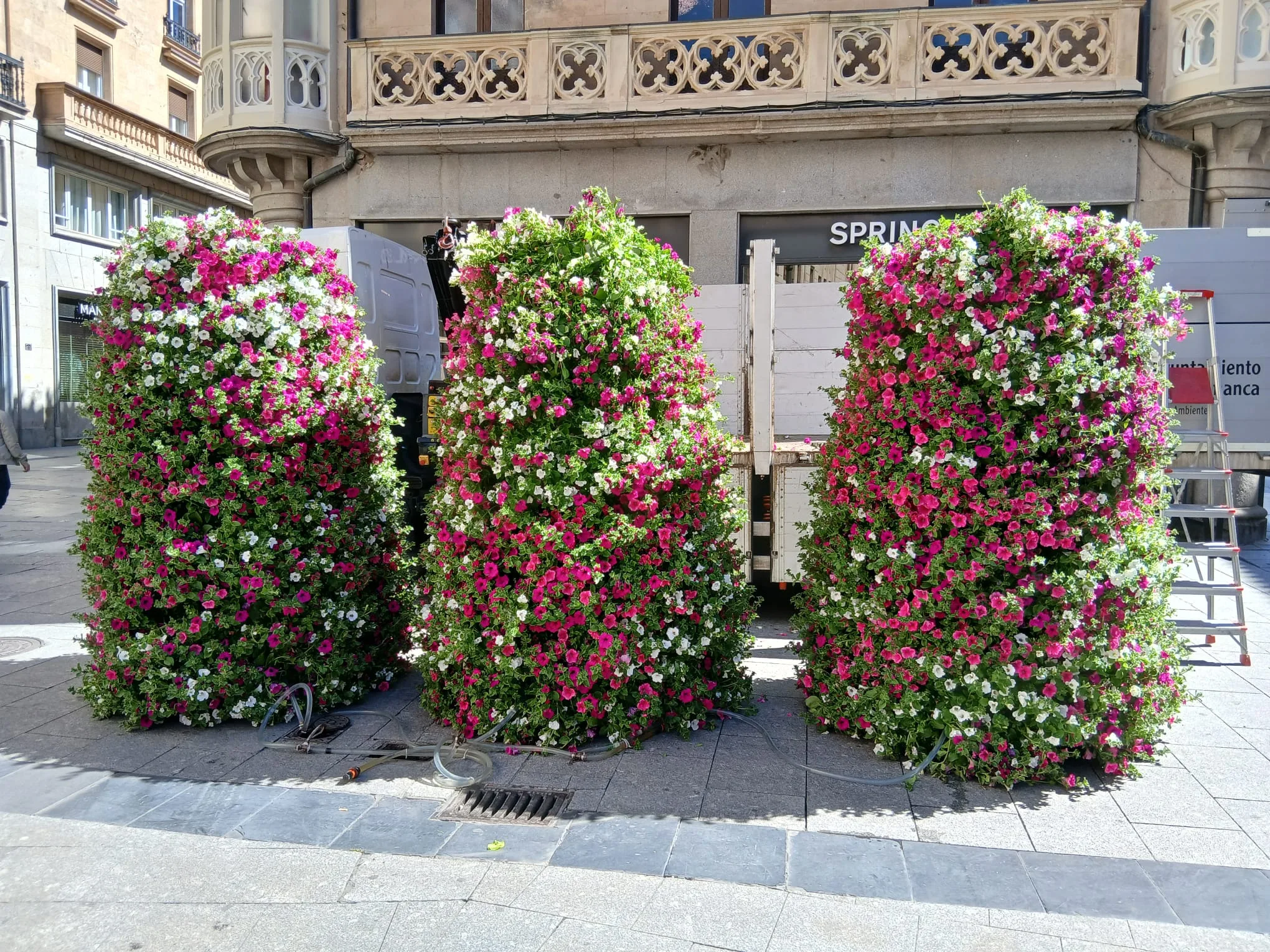 Renovación de 40.000 plantas de flor para reverdecer y dar mayor colorido a la ciudad