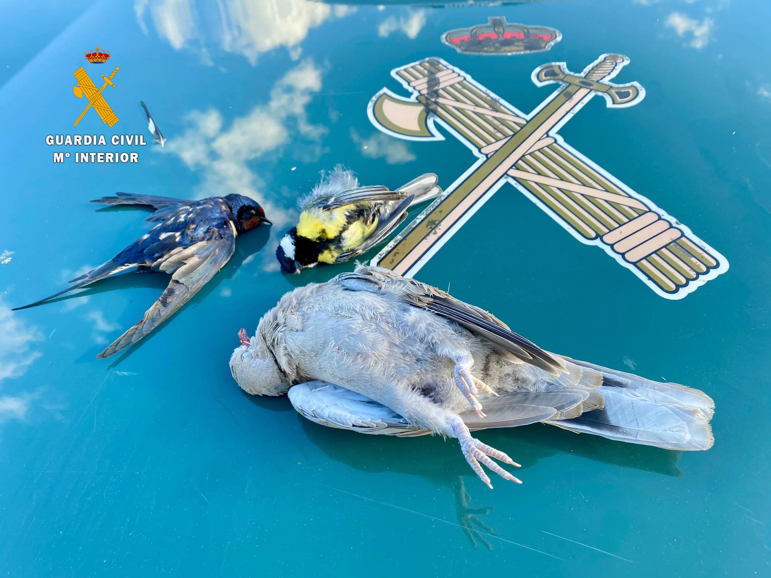 La Guardia Civil investiga a dos cazadores furtivos en Miranda de Azán como supuestos autores de un delito contra la flora y la fauna
