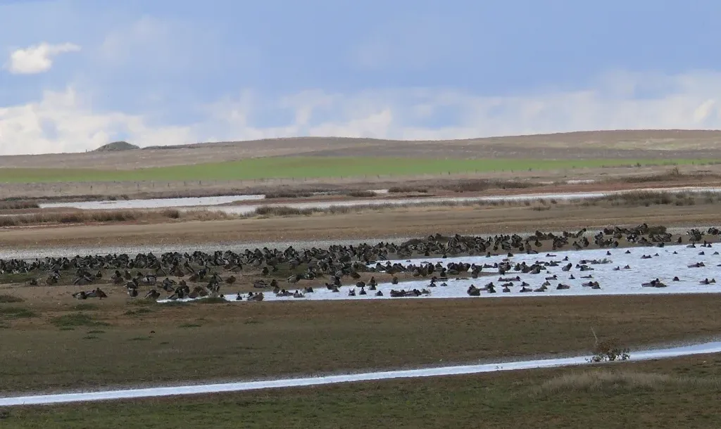 La Junta autoriza 329.000 euros para la mejora de pastos y conservación de humedales en Salamanca