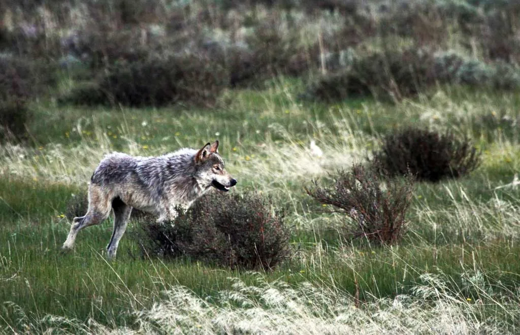 Satisfacción de la Junta por el apoyo del Parlamento europeo al cambio de estatuto jurídico del lobo en Europa que permite recuperar las competencias de gestión de la especie