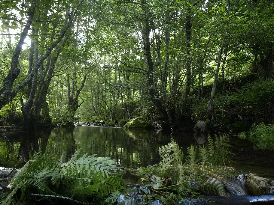 Autorizada una inversión cercana a los 490.000 euros para restaurar hábitats forestales de la Red Natura 2000 de Salamanca