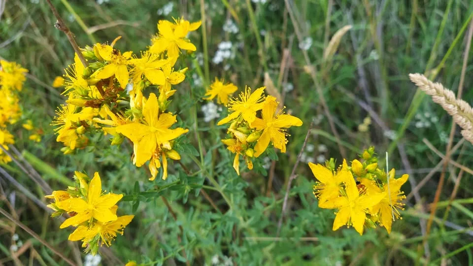 La Hierba de San Juan, una tradición natural que florece en Alba de Tormes