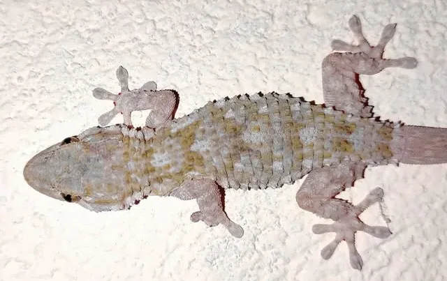 La Salamanquesa Común: Un Reptil Beneficioso en Alba de Tormes