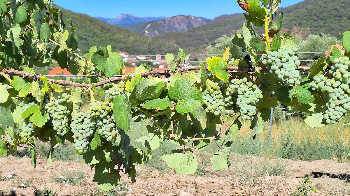 'Entre sorbos y estrellas': Una experiencia mágica en San Esteban de la Sierra con vino, gastronomía local y luna llena
