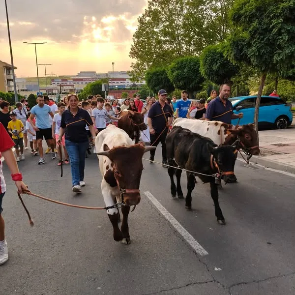 Un animado encierro de mini bueyes reúne a cientos de jóvenes en Carbajosa de la Sagrada