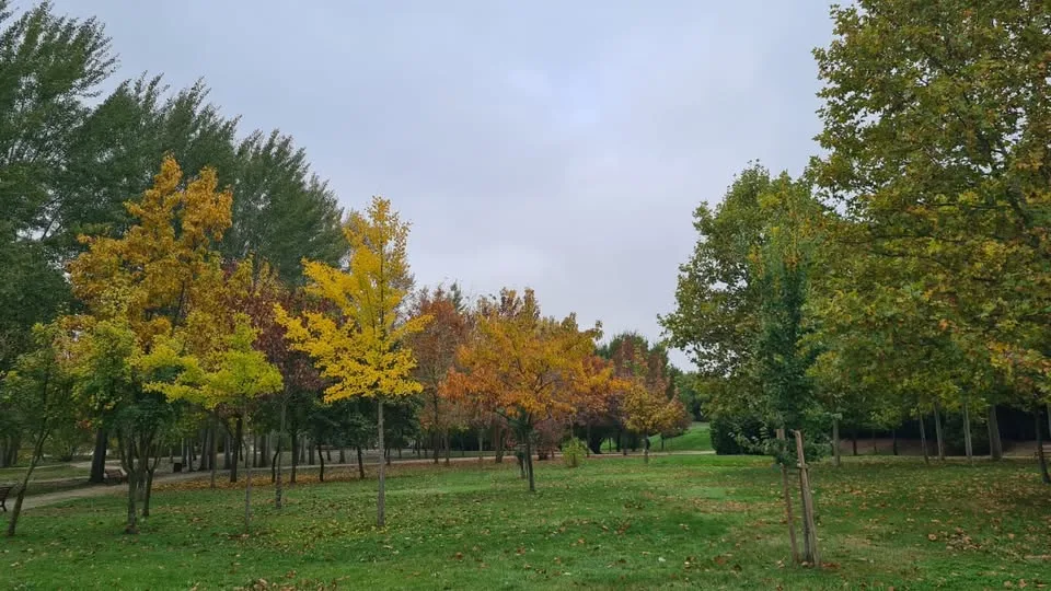 El Ayuntamiento de Salamanca incrementa en más de 8.300 los árboles y arbustos en zonas verdes durante el último año