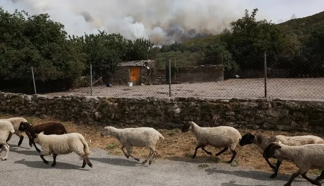 Incendios forestales: las otras víctimas según la Asociación Salmantina Protectora de Animales y Plantas