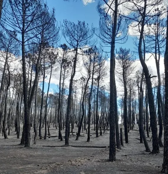 Beneficios de no cortar los árboles después de un incendio