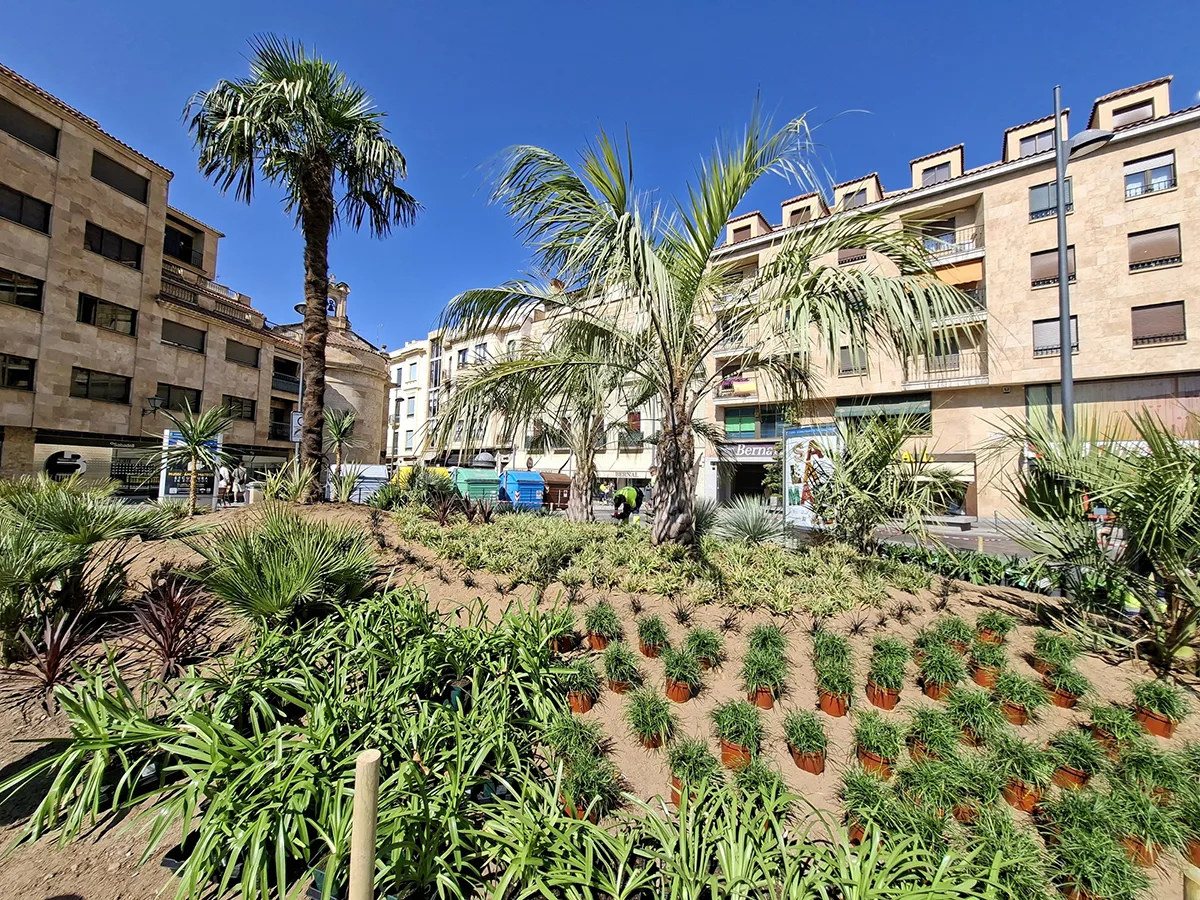 Salamanca embellece la plaza de Santa Eulalia con más de 1.100 plantas y 16 palmeras