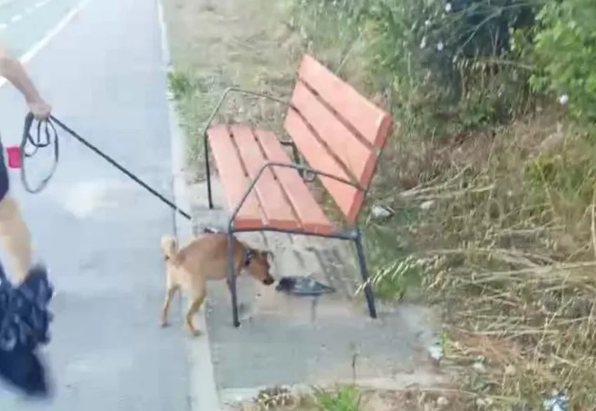 Malestar entre vecinos y protectoras de animales por disparos de escopeta para el control de palomas en terrenos colindantes con viviendas, parques y centros educativos