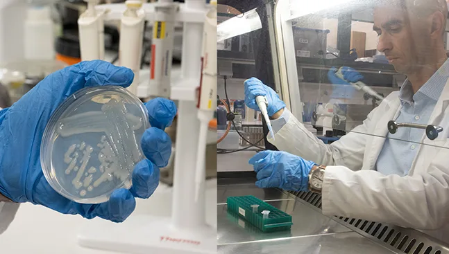 La Universidad de Salamanca demuestra el potencial de los bioinoculantes bacterianos frente al envejecimiento celular