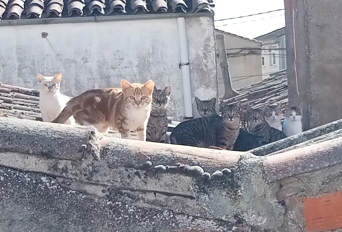 Siete colectivos muestran su preocupación por la paralización del programa municipal de captura, esterilización y retorno de felinos