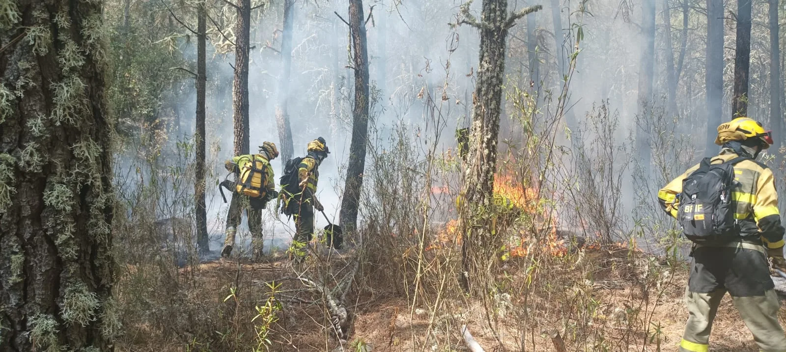 30 años de trabajo tirados a la basura: Poco ruido de las empresas forestales y muchas nueces a los sindicatos