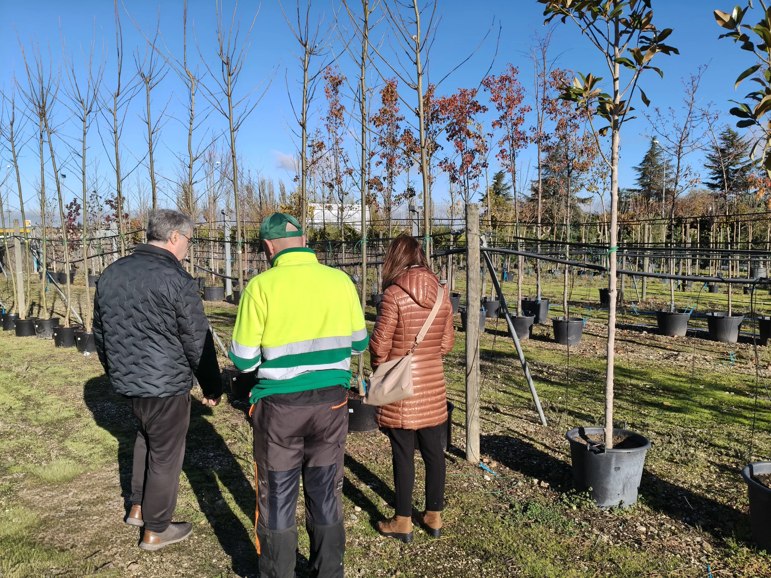 Carbajosa incorporará 42 nuevos árboles a sus zonas verdes
