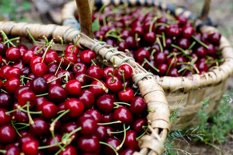 Cereza de la Sierra de Francia: tradición y modernidad en el cultivo de cerezos autóctonos