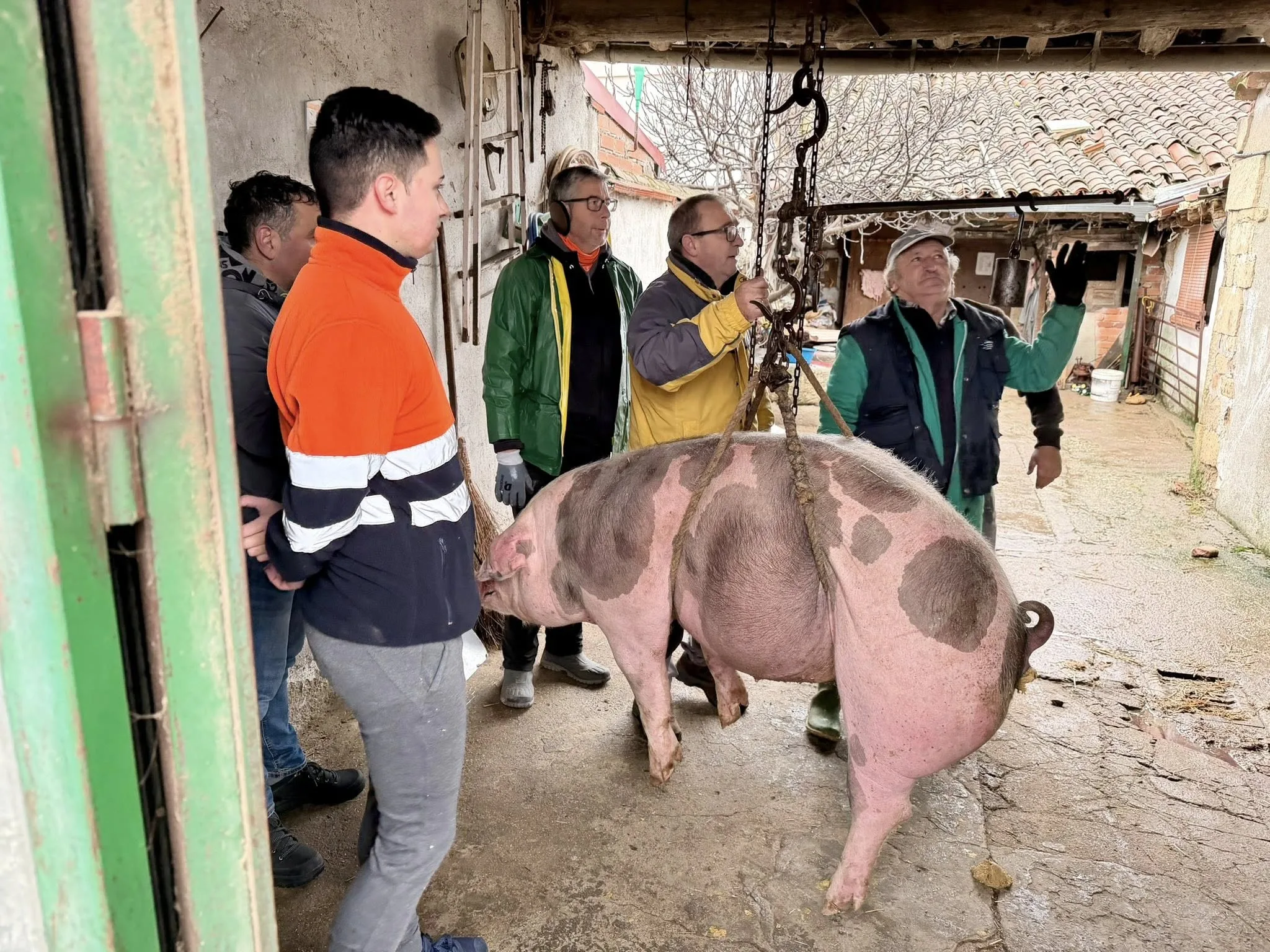 La Vellés celebra con gran acogida la Fiesta de la Matanza Tradicional