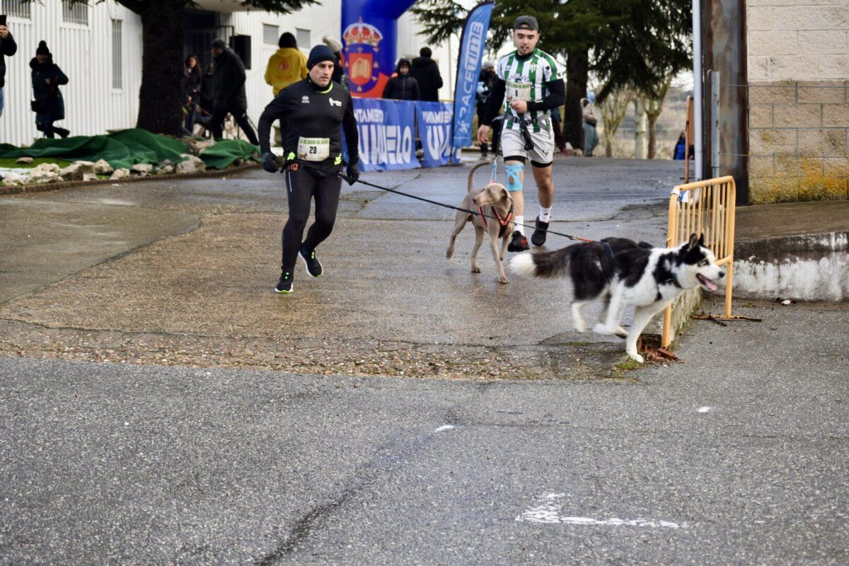 Corredores participan en el Canicross Guijuelo con sus perros.