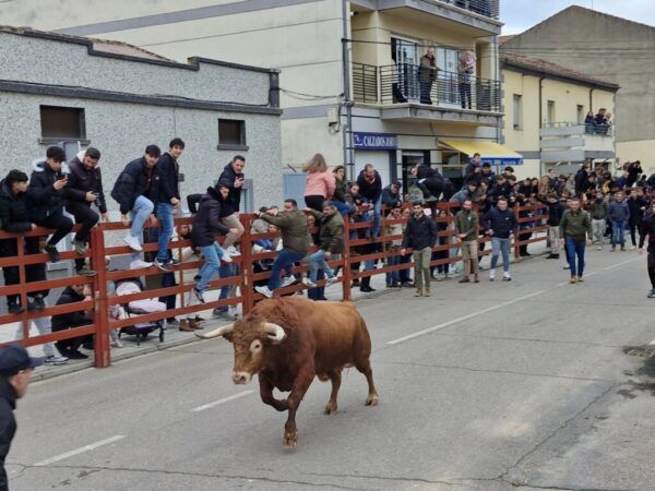 Toro de San Sebastián corriendo en las calles de Ciudad Rodrigo durante el Carnaval