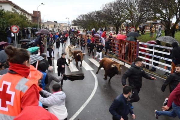 Participantes corriendo con toros en el Carnaval del Toro de Ciudad Rodrigo