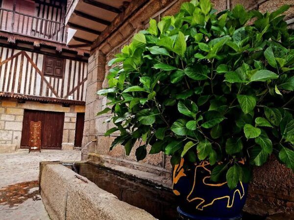 Vista de un rincón de Herguijuela de la Sierra con plantas y arquitectura tradicional