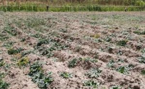Campo agrícola con cultivos en Castilla y León