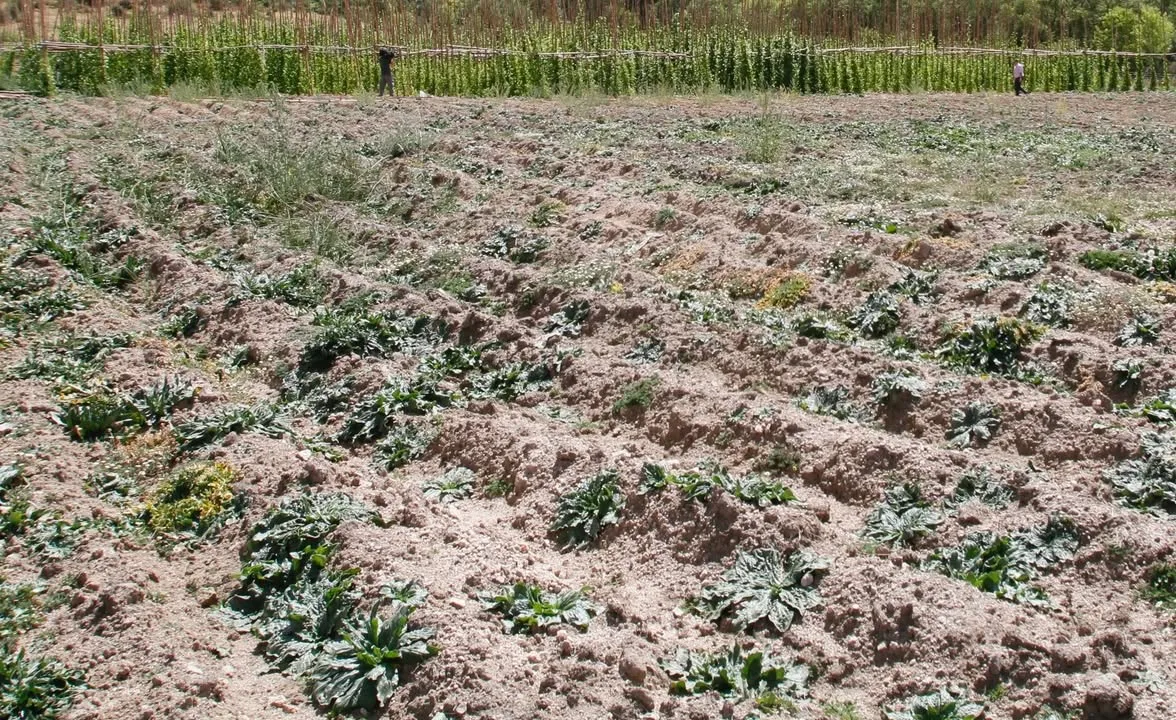 Campo agrícola con cultivos en Castilla y León