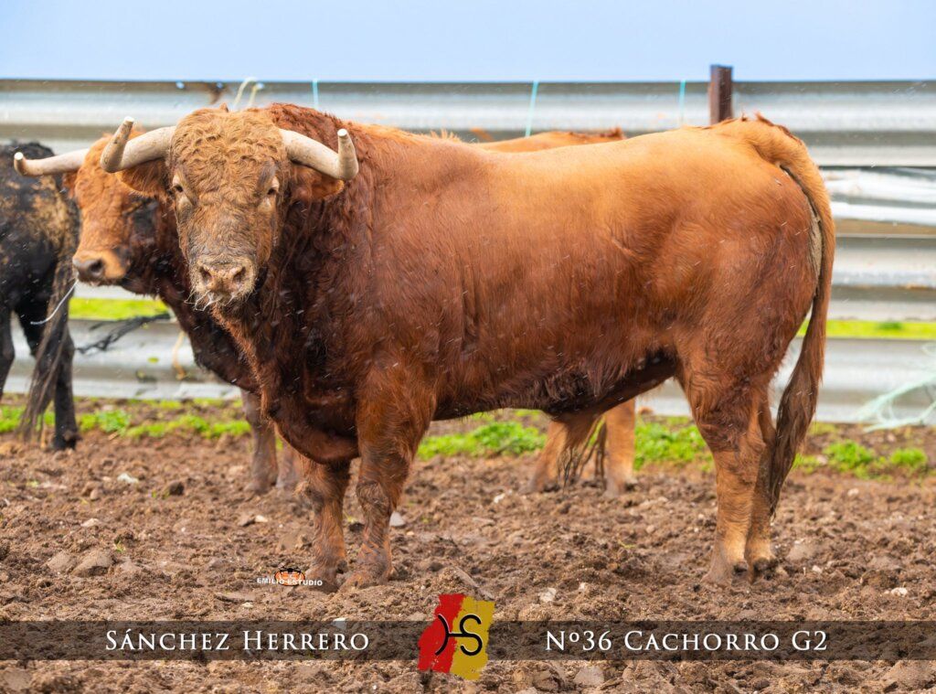 Toro de lidia en el carnaval del toro en Ciudad Rodrigo 2026