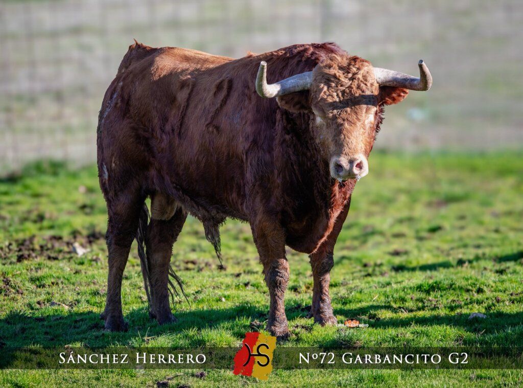 Toro del carnaval del toro en Ciudad Rodrigo, con cuernos prominentes