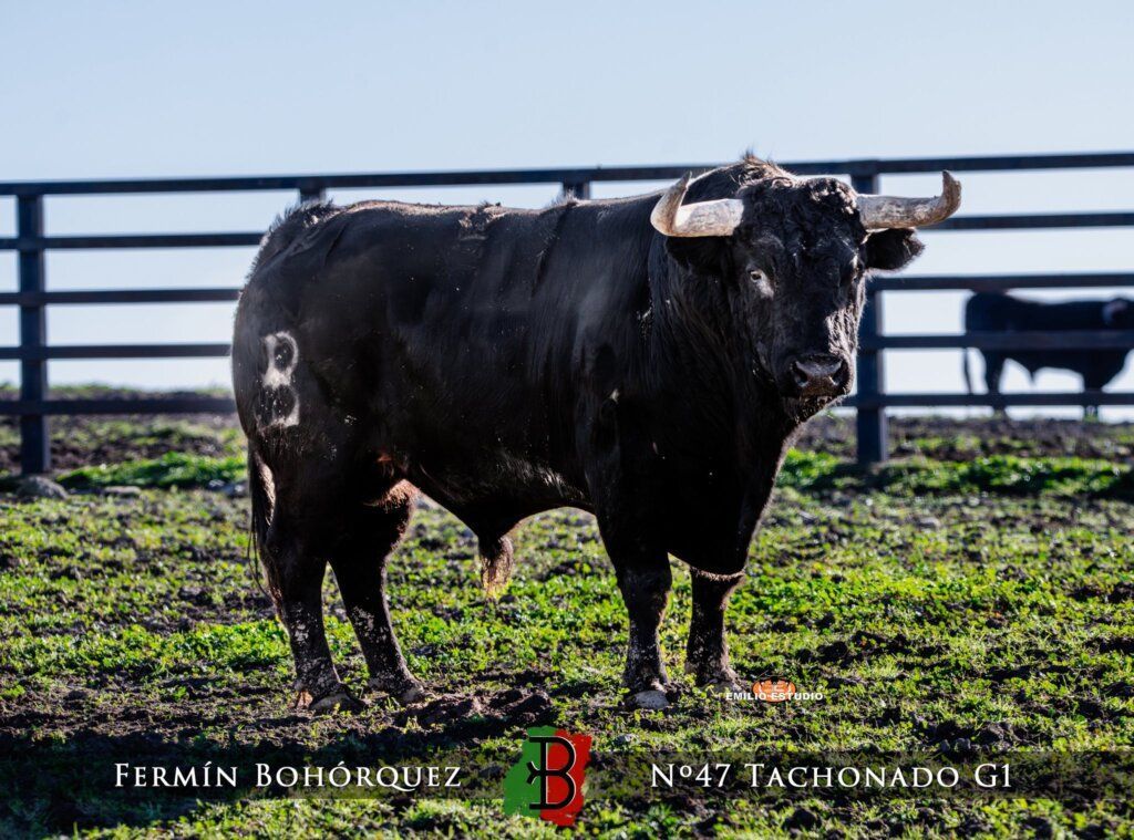 Toro del Carnaval del Toro en Ciudad Rodrigo con cuernos y pelaje negro