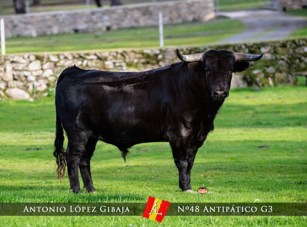 Toro negro en el campo durante el carnaval del toro en Ciudad Rodrigo