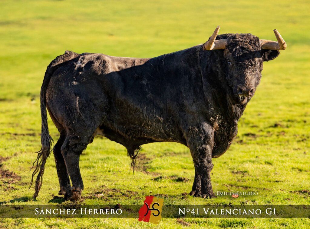 Toro del carnaval del toro en Ciudad Rodrigo, 2026