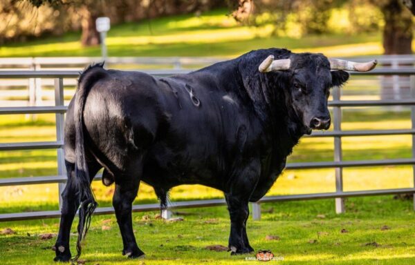 Toro negro del Carnaval del Toro en Ciudad Rodrigo