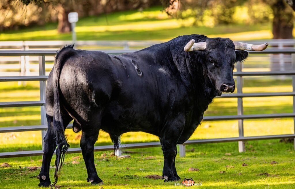 Toro negro del Carnaval del Toro en Ciudad Rodrigo