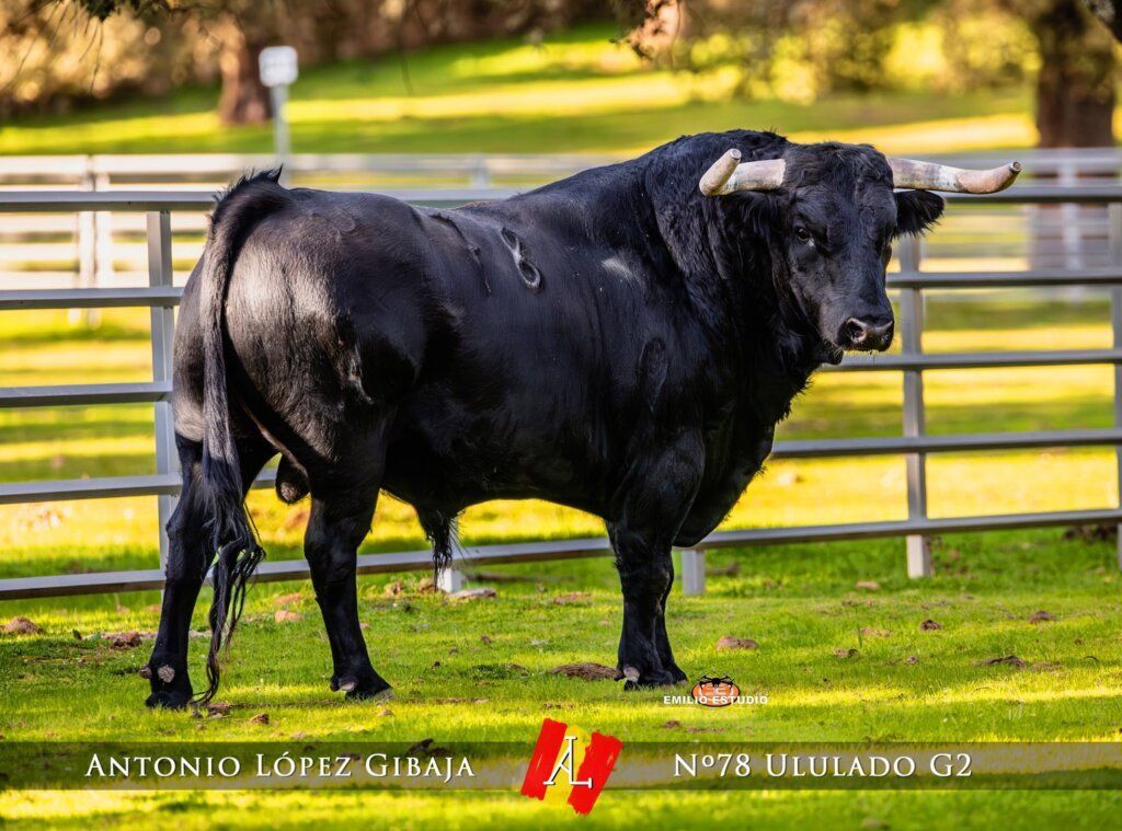 Toro negro del Carnaval del Toro en Ciudad Rodrigo
