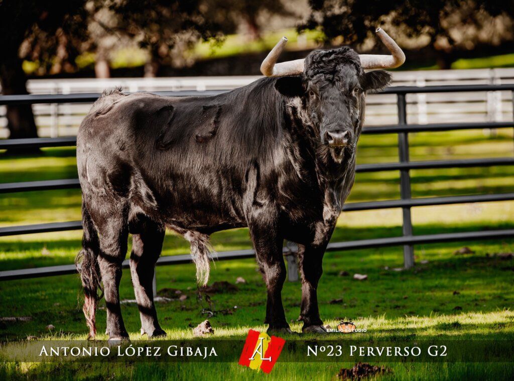 Toro negro en el carnaval del toro de Ciudad Rodrigo 2026