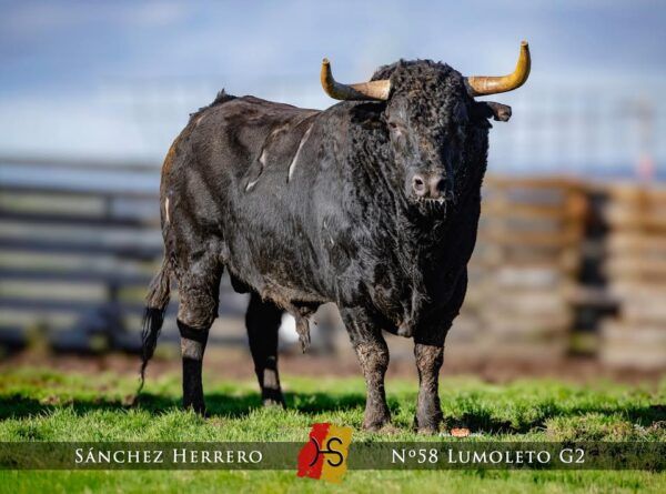 Toro negro en el Carnaval del Toro 2026 en Ciudad Rodrigo