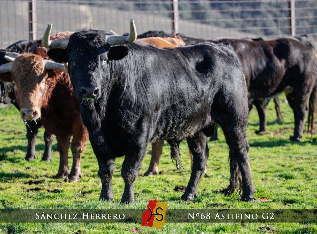 Toros del Carnaval del Toro en Ciudad Rodrigo, 2026, en un prado.