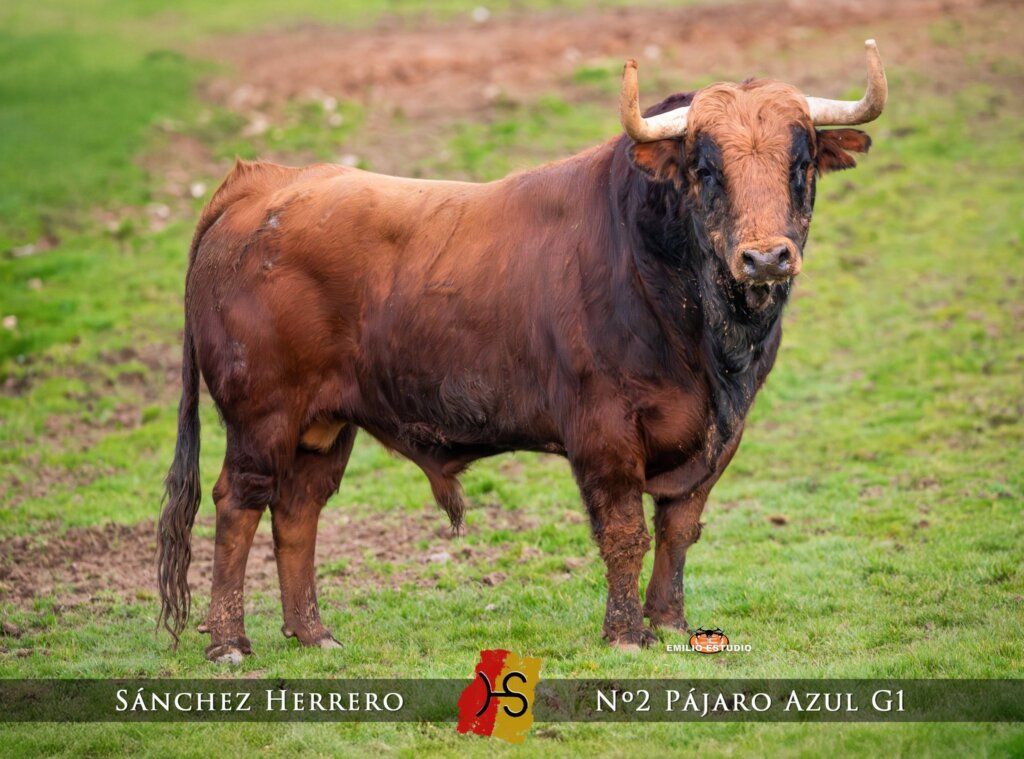 Toro del Carnaval del Toro en Ciudad Rodrigo, 2026.