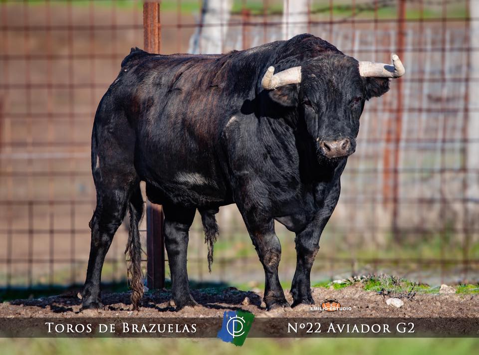 Toro negro del Carnaval del Toro en Ciudad Rodrigo