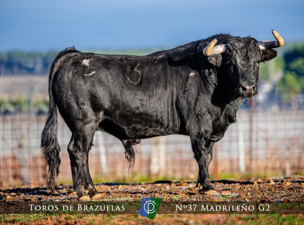 Toro negro del carnaval del toro en Ciudad Rodrigo