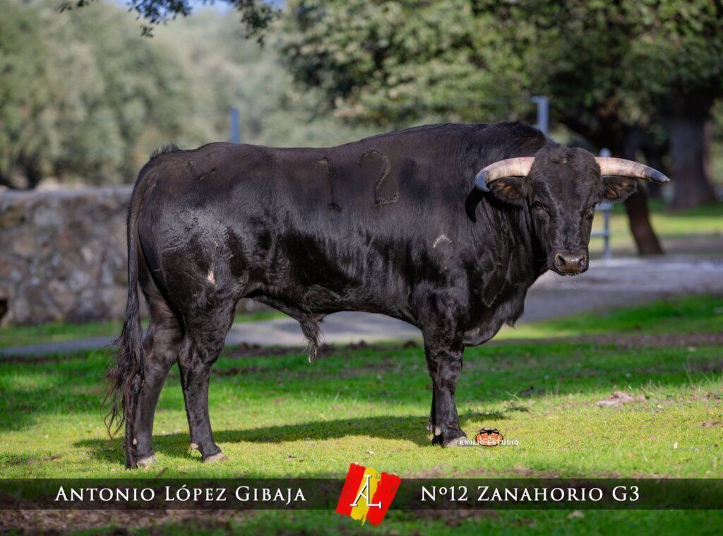 Toro negro del Carnaval del Toro en Ciudad Rodrigo 2026