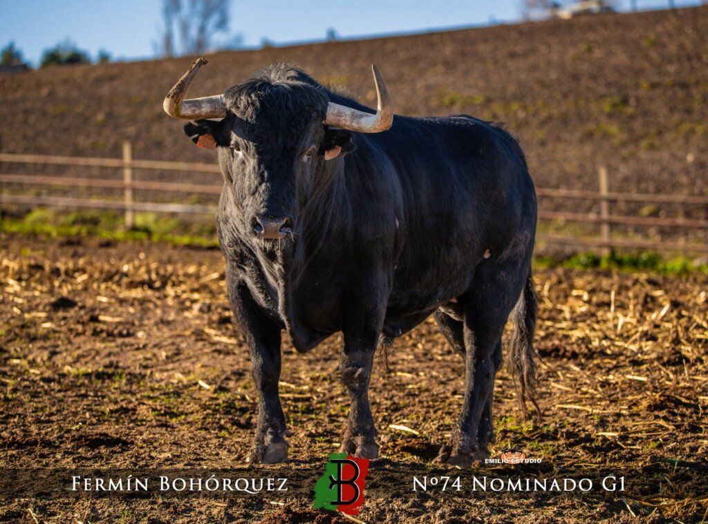 Toro negro del carnaval del toro en Ciudad Rodrigo
