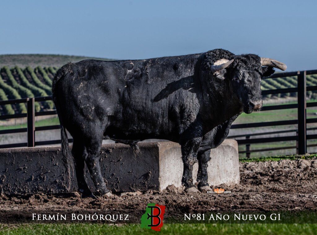Toro negro en el carnaval del toro en Ciudad Rodrigo 2026