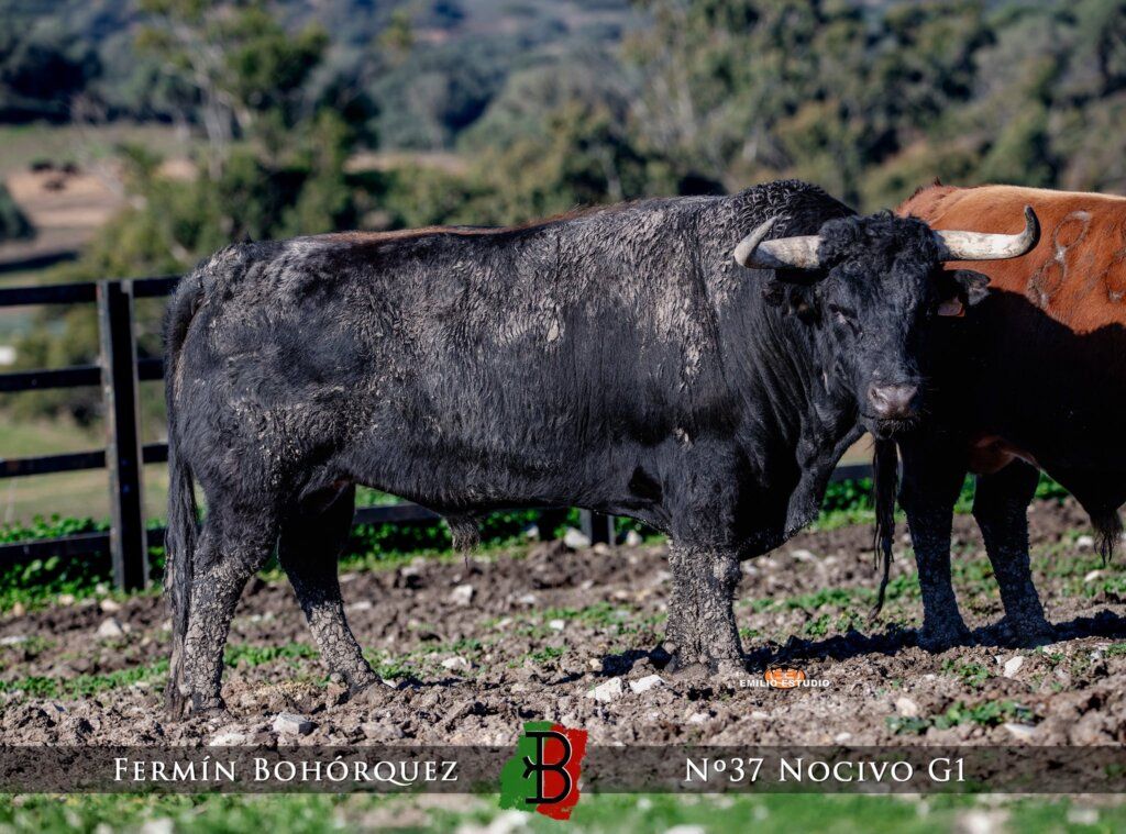 Toros en el carnaval del toro en Ciudad Rodrigo 2026