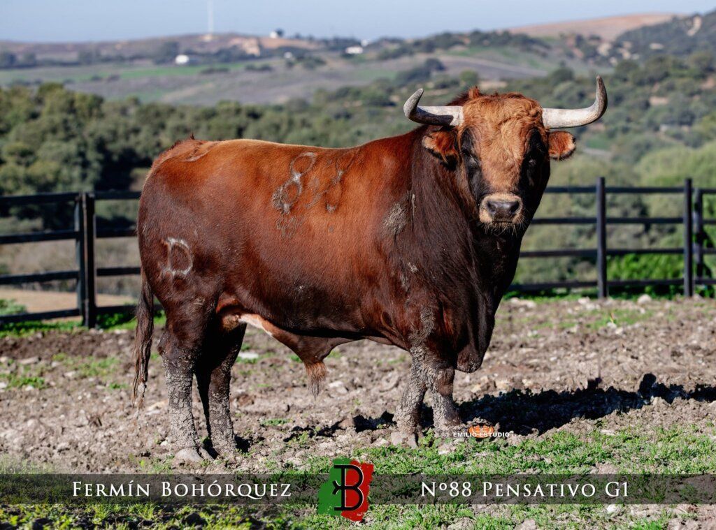 Toro de lidia en el carnaval del toro en Ciudad Rodrigo