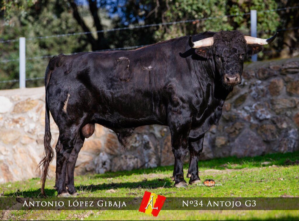 Toro negro en el carnaval del toro en Ciudad Rodrigo