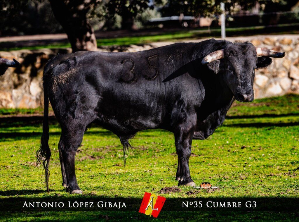 Toro negro del Carnaval del Toro en Ciudad Rodrigo