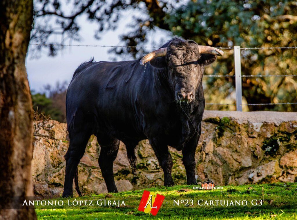 Toro negro del carnaval del toro en Ciudad Rodrigo